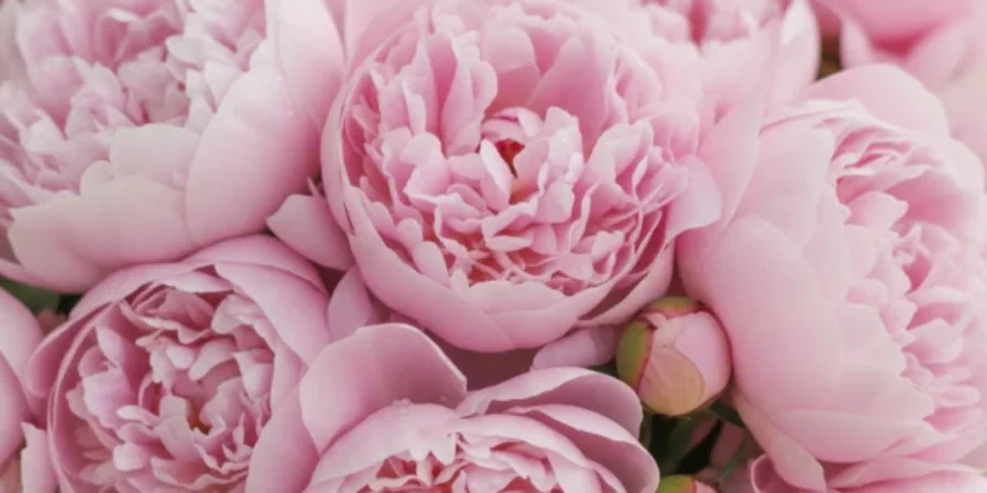 A close-up arrangement of large pink peony flowers For the page: Influencer 2. Use realistic, professional photography. Match the composition, crop, and visual