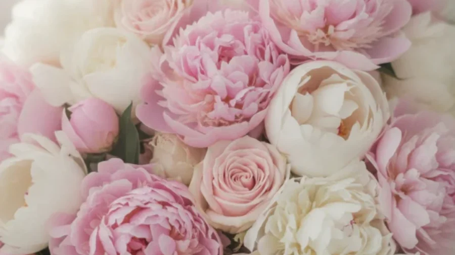 Close up of pink and white peonies and roses For the page: Influencer 3. Use realistic, professional photography. Match the composition, crop, and visual role o